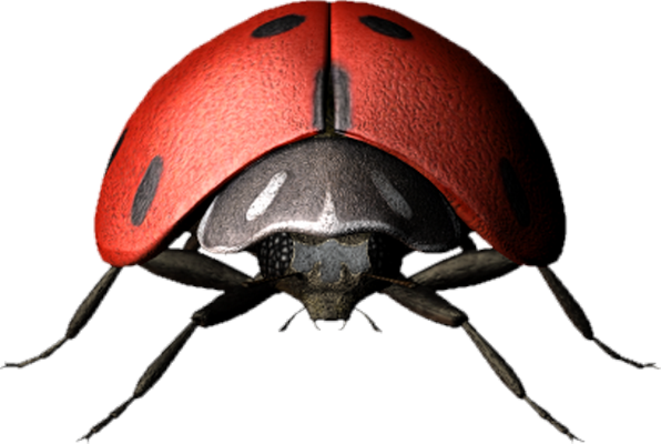 coccinelle - insecte - animaux - smiley émoticône émoji cartoon clipart illustration - artémotic