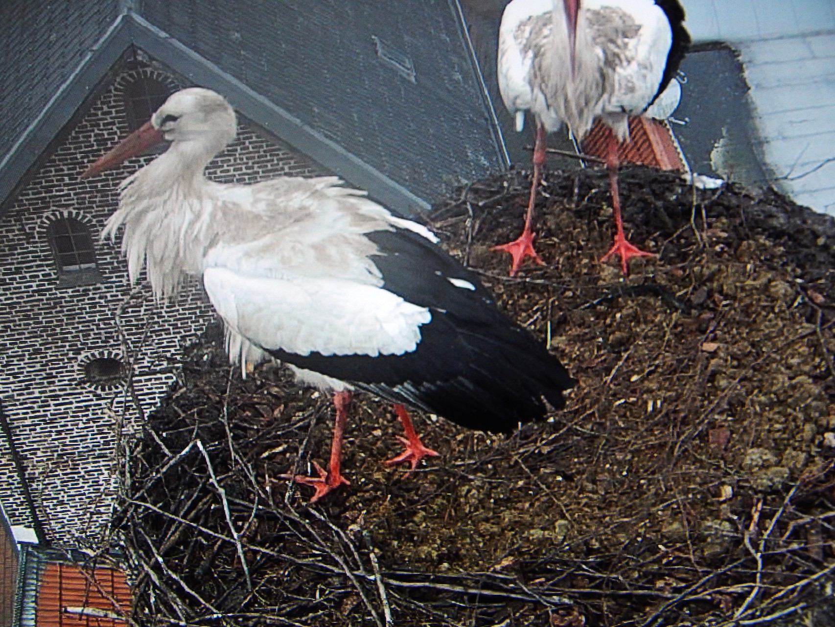 im neugemachten Nest (05. März)