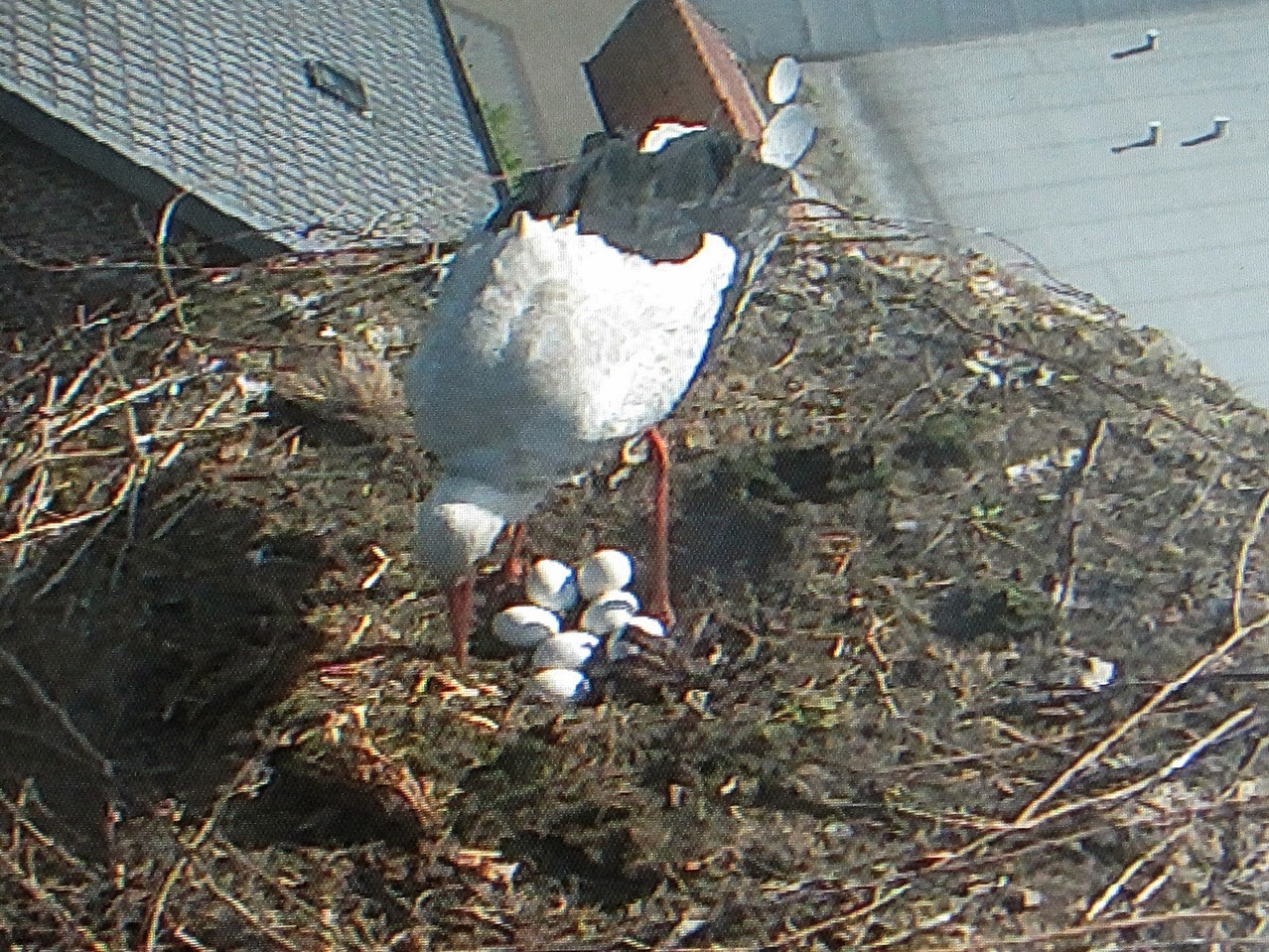 11. Mai - Endspurt bei der Brut