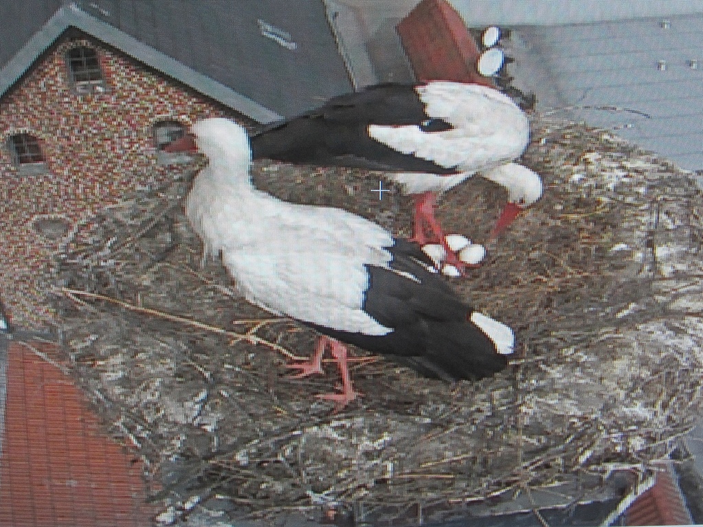 langsam wird das Nest voll - 3. April