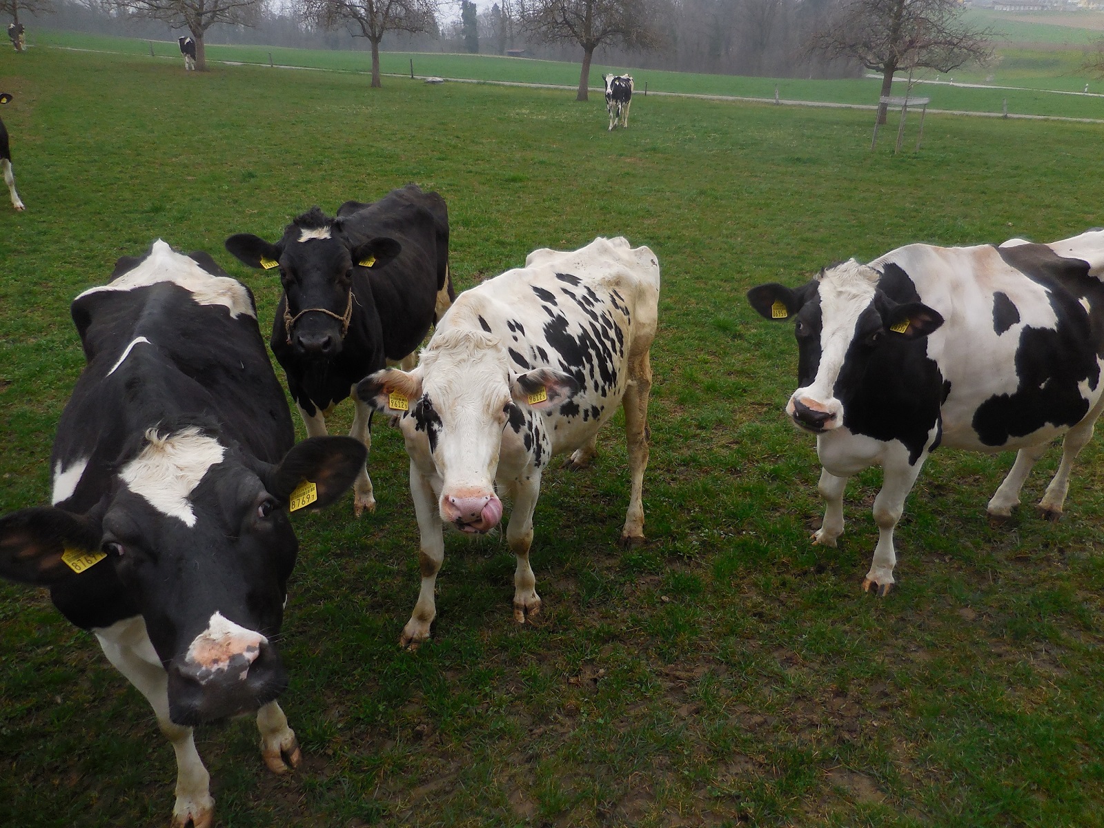 Milchwirtschaft - Hofladen Hochstross