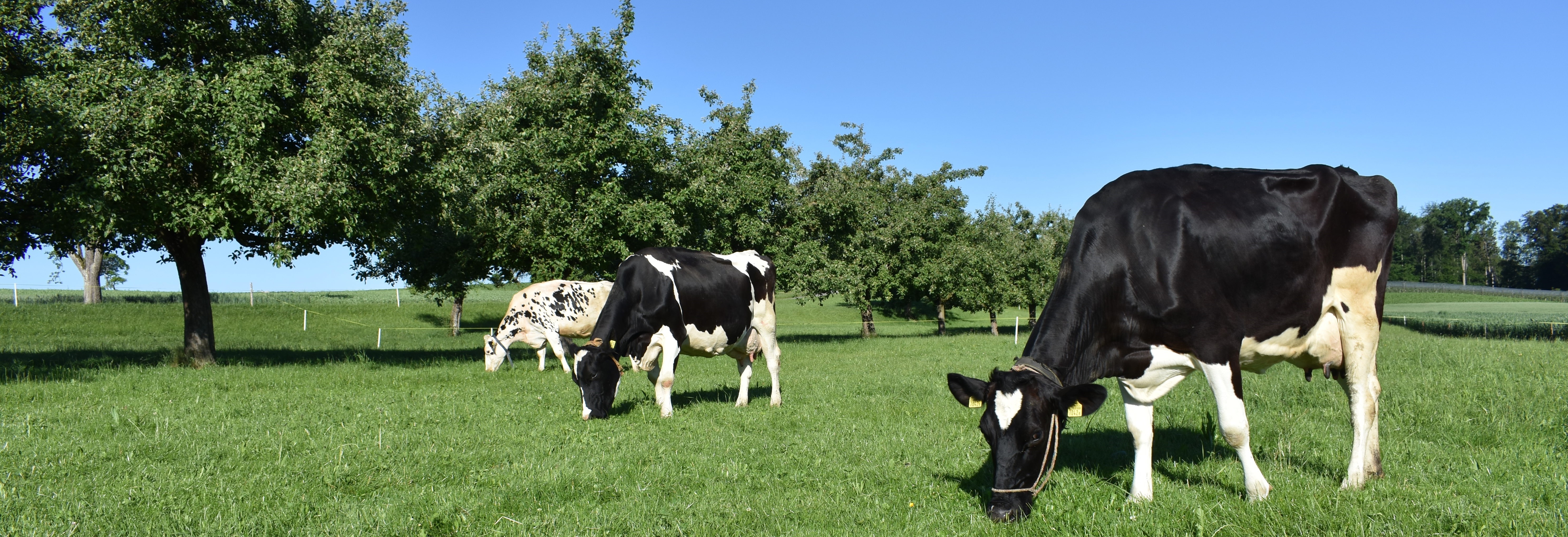 "So wenig wie möglich, so viel wie nötig" - Hofladen Hochstross