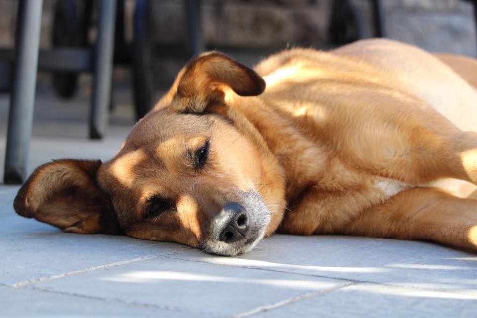 Hund & Hitze hundeschulehappyteams Webseite!