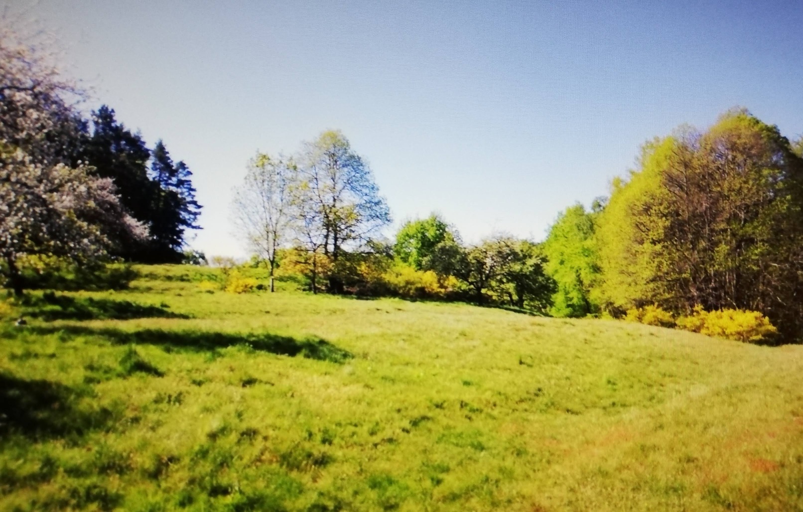 Bad Bergzabern, Blankenborn Waldwiesen