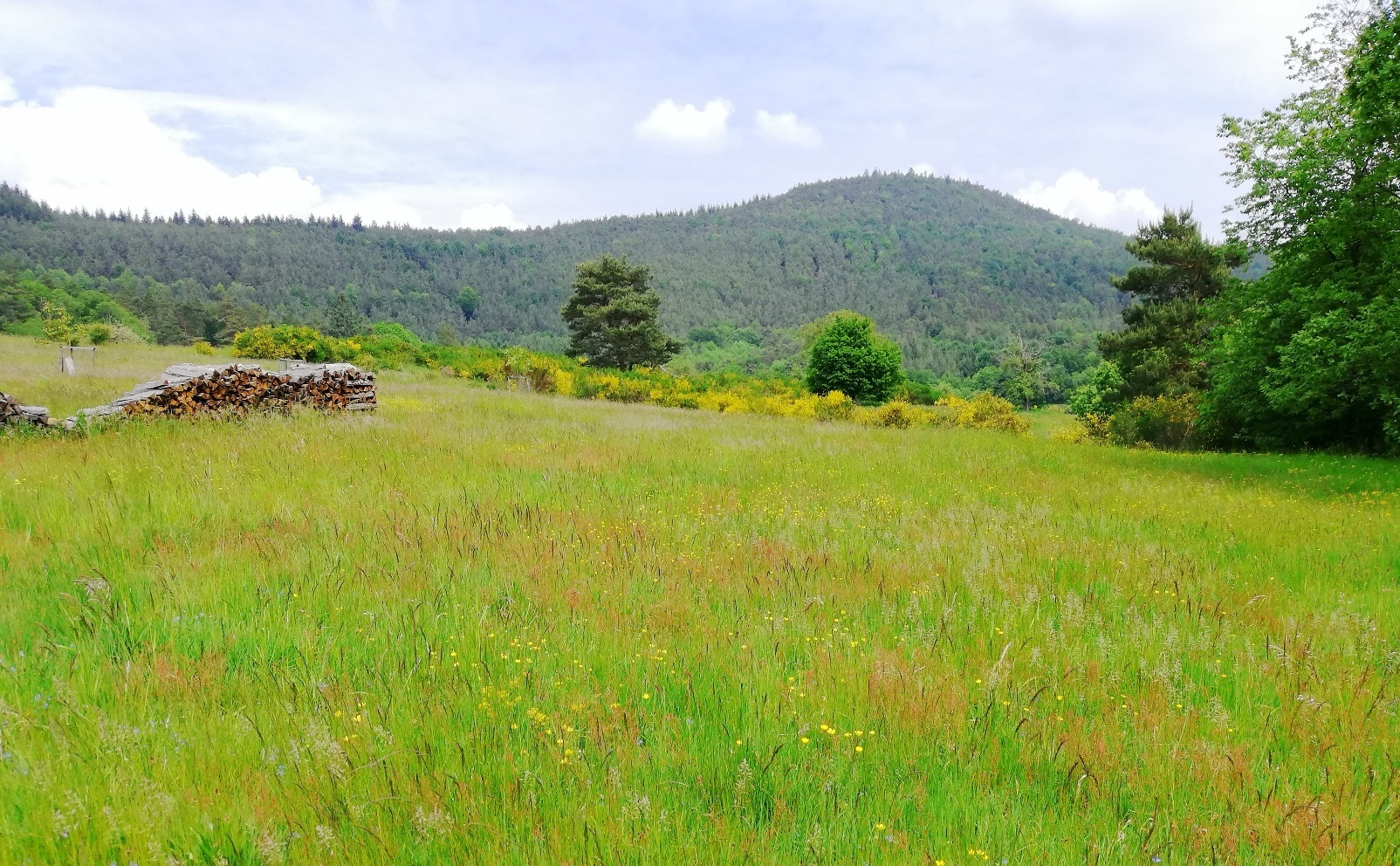 Bad Bergzabern, Blankenborn Waldwiesen