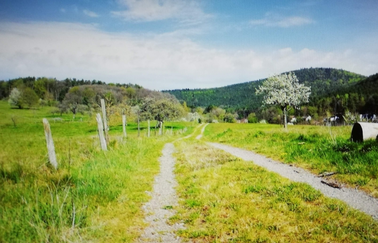 Bad Bergzabern, Blankenborn Waldwiesen