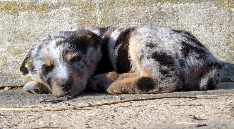 News Canedioropa Cane Da Pastore Biellese