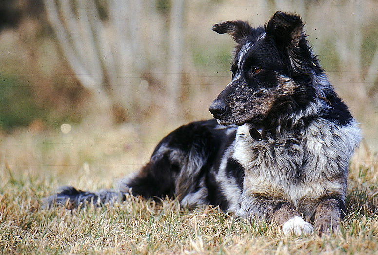 Galleria fotografica canedioropa cane da pastore Biellese