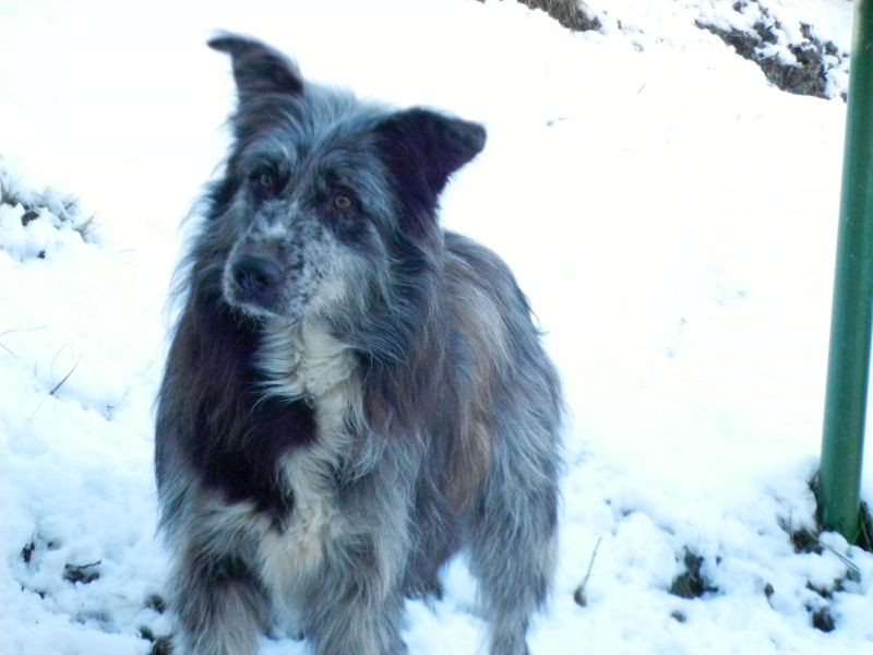 Galleria fotografica canedioropa cane da pastore Biellese