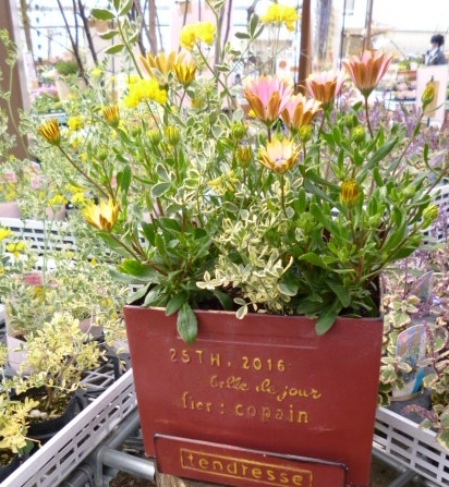花暦 17年 3月 ミスターシードマン 豊橋の園芸 家庭菜園の専門店