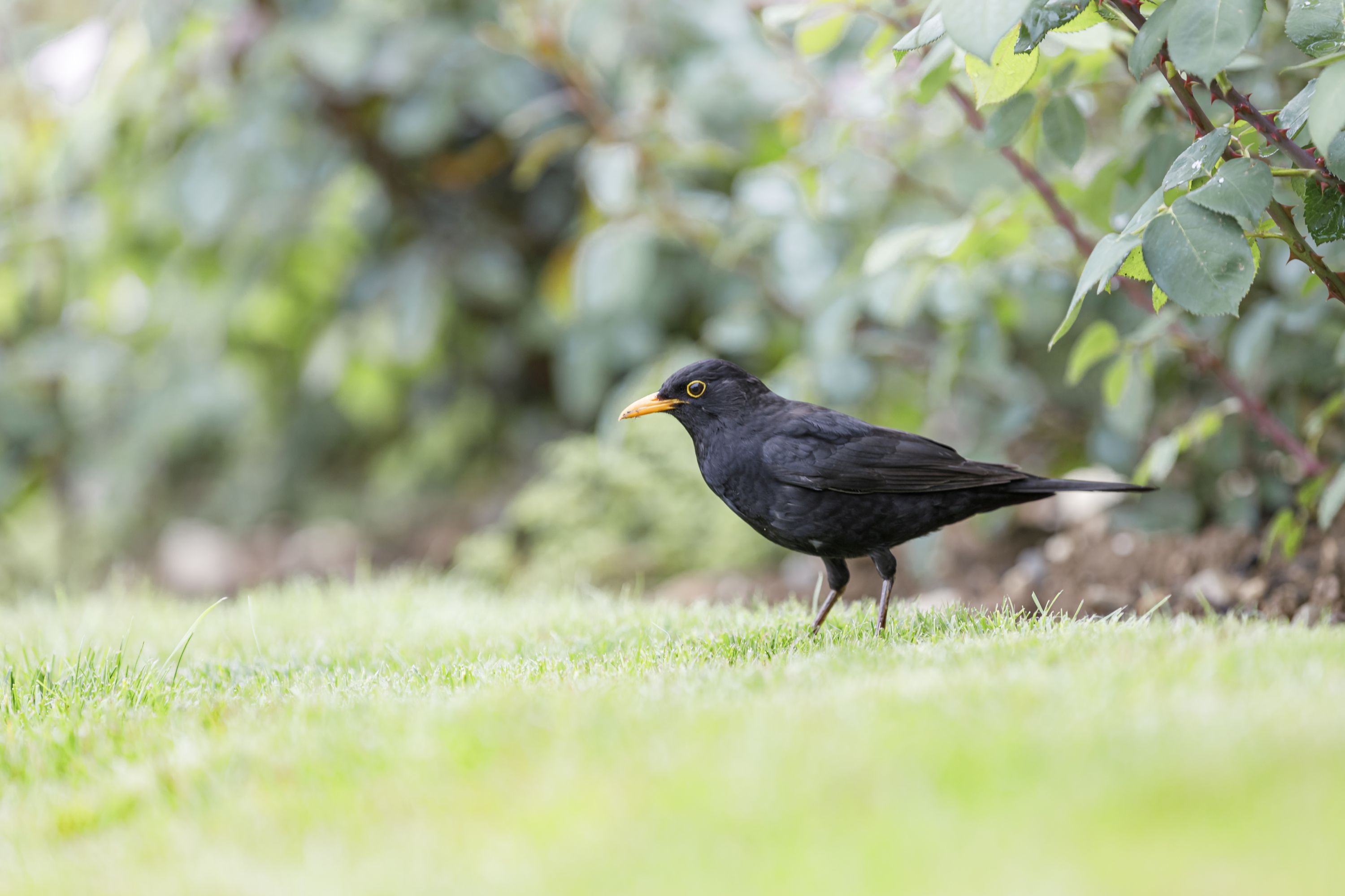 News & Aktuelles Turdus Vogel und Naturschutzverein