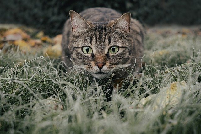 Der Jagdtrieb einer Katze