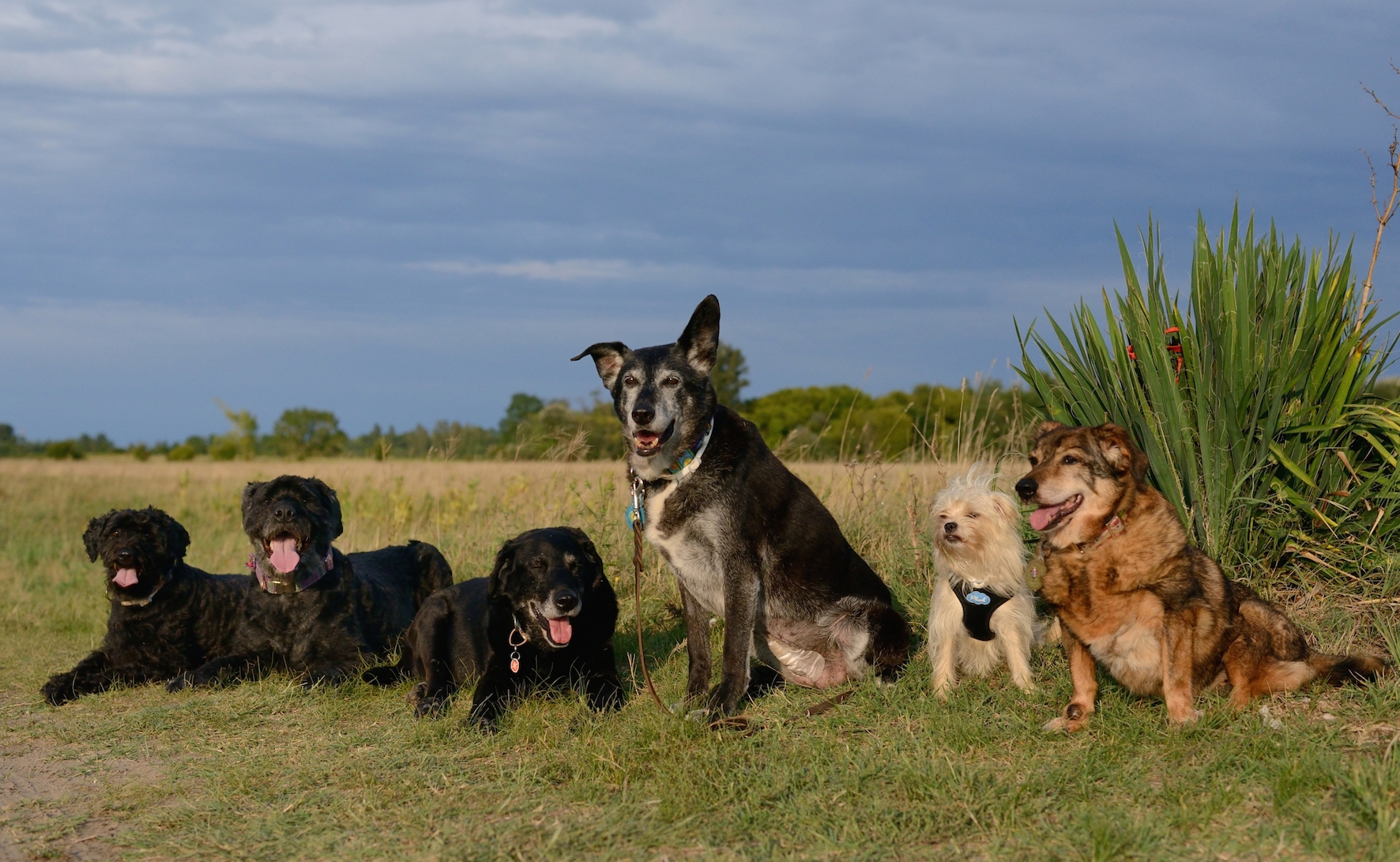 (c) Hundephysiotherapie-bluemchen.de