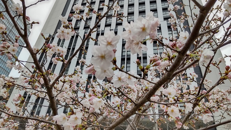 堺市お散歩途中のお花