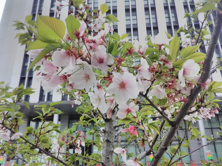 堺で「春のお花見気分」です