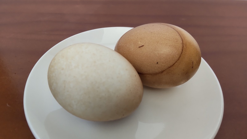 自家製の「ほうじ茶ゆで卵」