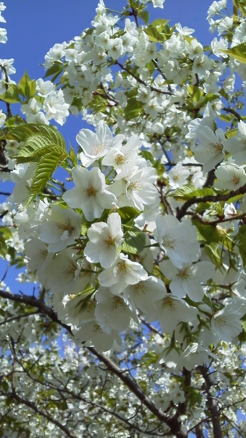 山田グリーンパーク大島桜　（少し違う個性や能力の人もいる）