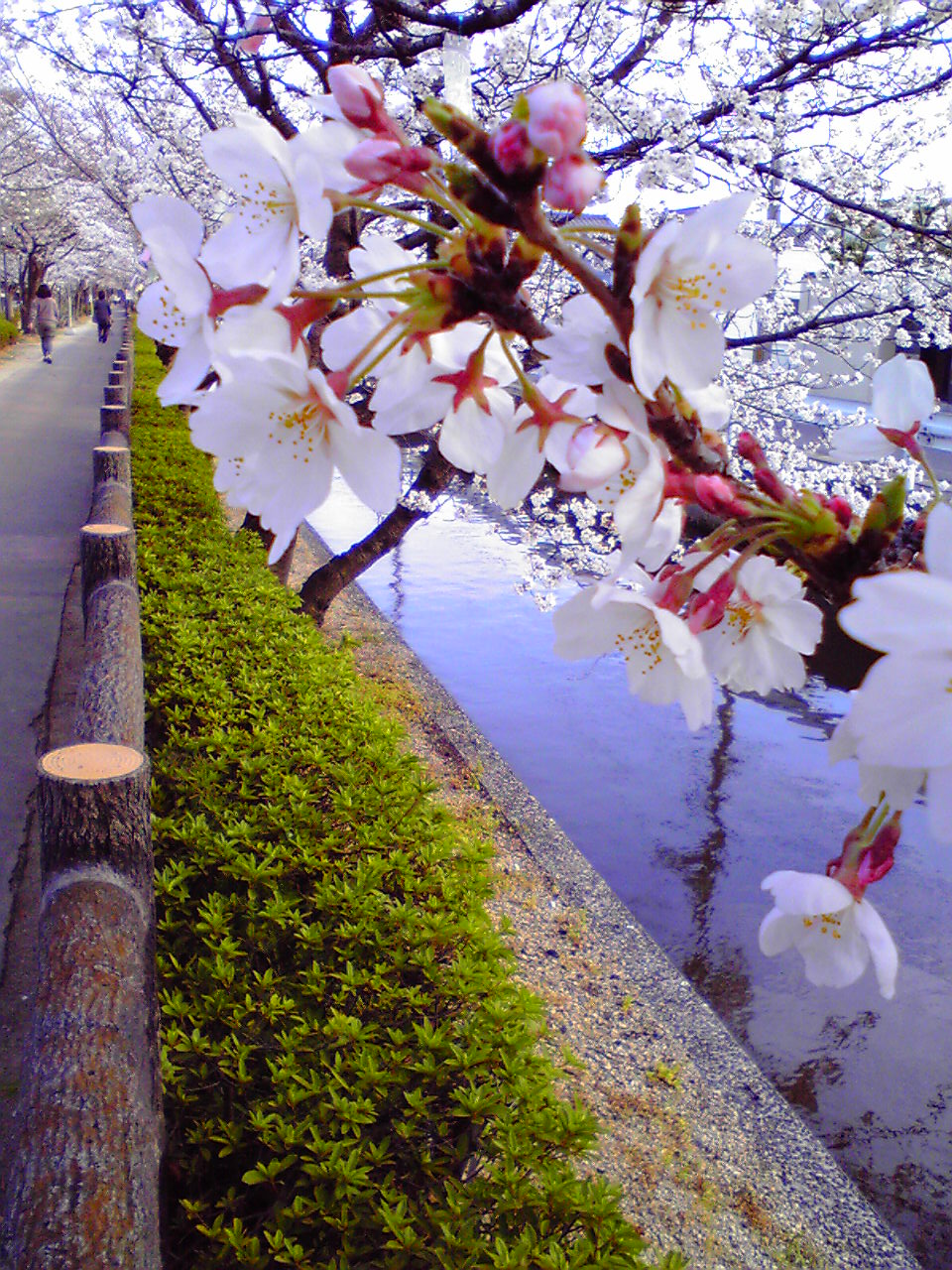 妹尾芳塘園の桜（共に咲かせよう）
