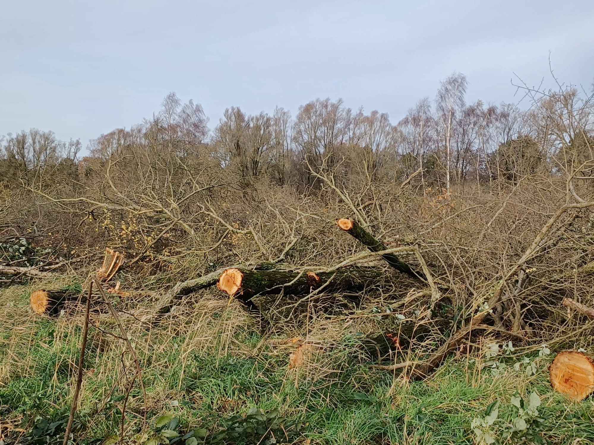 Natur-Erhalt in der Geniusbank