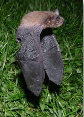 Mückenfledermaus bei ihren ersten Flugversuchen