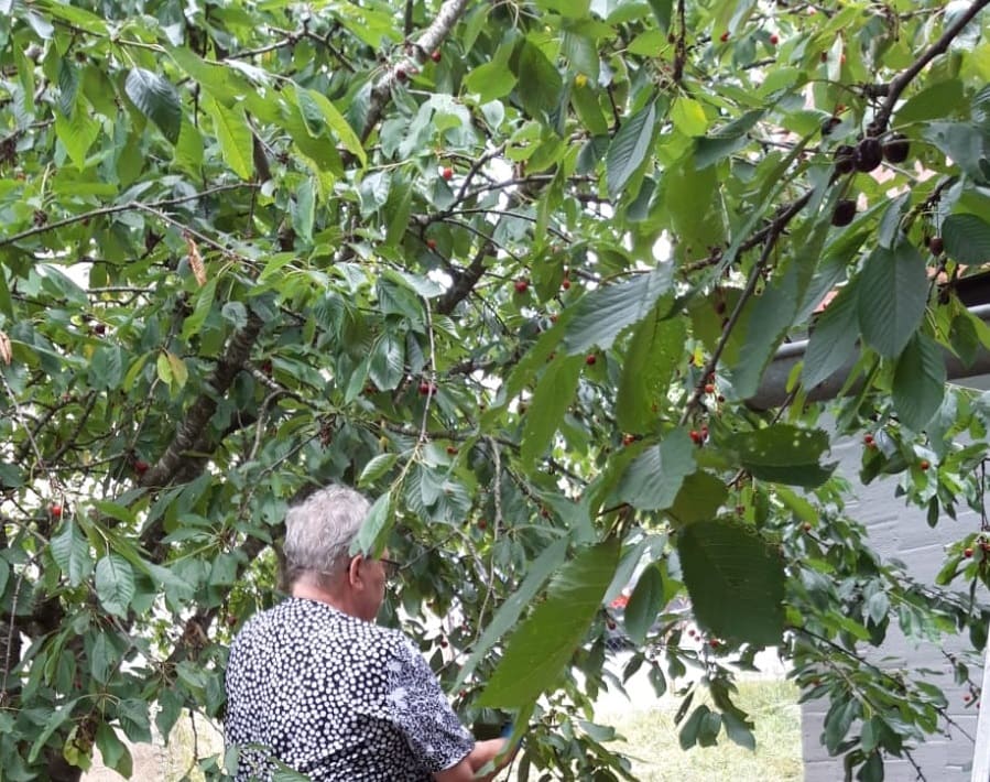 Mama hilft beim Kirschenernten