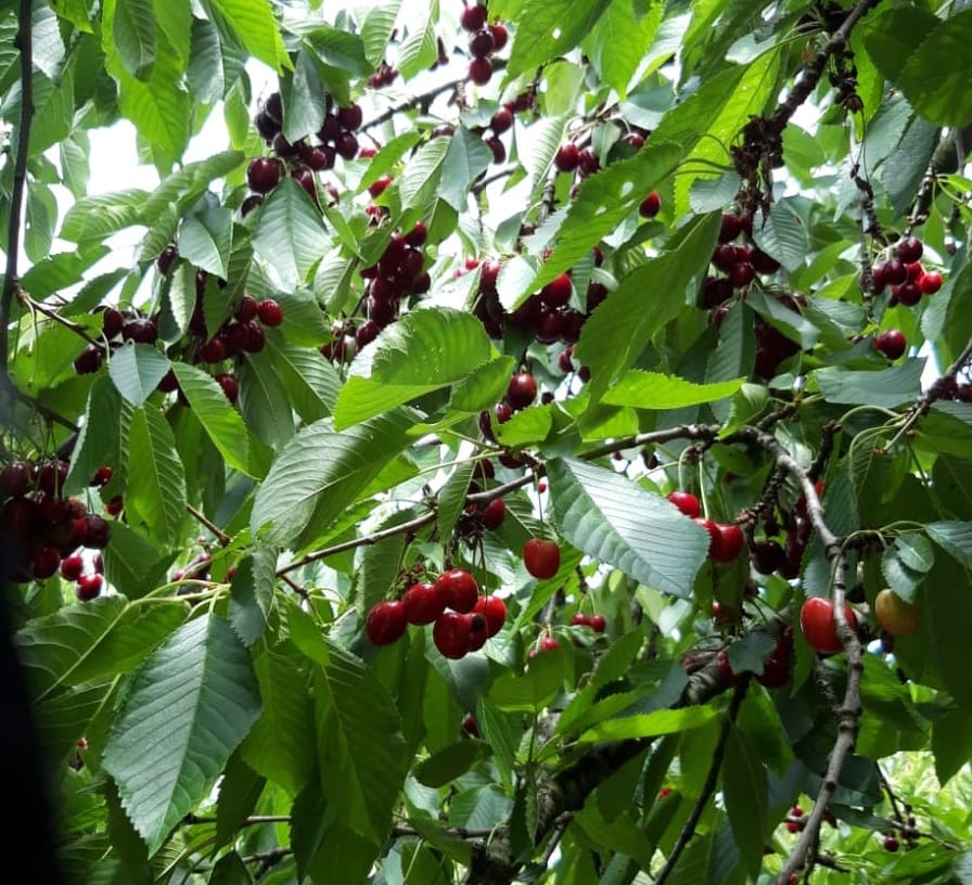 Kirschbaum vor der Ernte