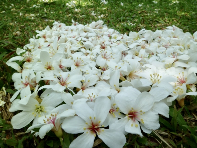4月中旬から5月初旬、「五月の雪」と言われる油桐花が台湾各地で咲き地面を雪が降ったように白く染めます。客家桐花祭が各地で行われます。桐花前線は北から始まります。