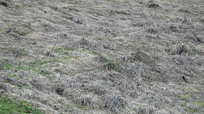 Gras vom Vorjahr liegt wie ein braun-beiger Wollteppich auf dem Land