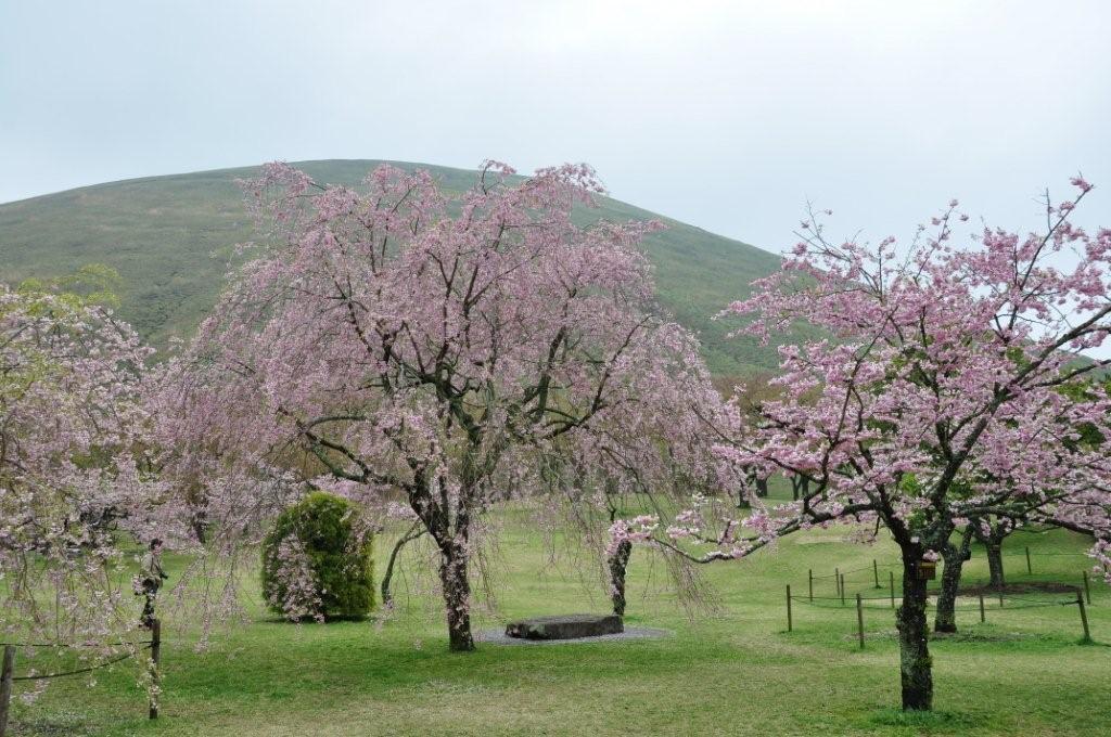 ”山桜枝きる風のなごりなし、花をさながらわがものにする”　西行　　photo by Kato
