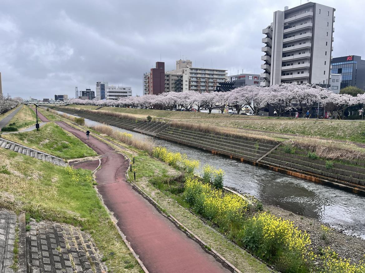 水戸駅からすぐの桜川。訪問日は2024年4月8日、桜と菜の花の共演でした。