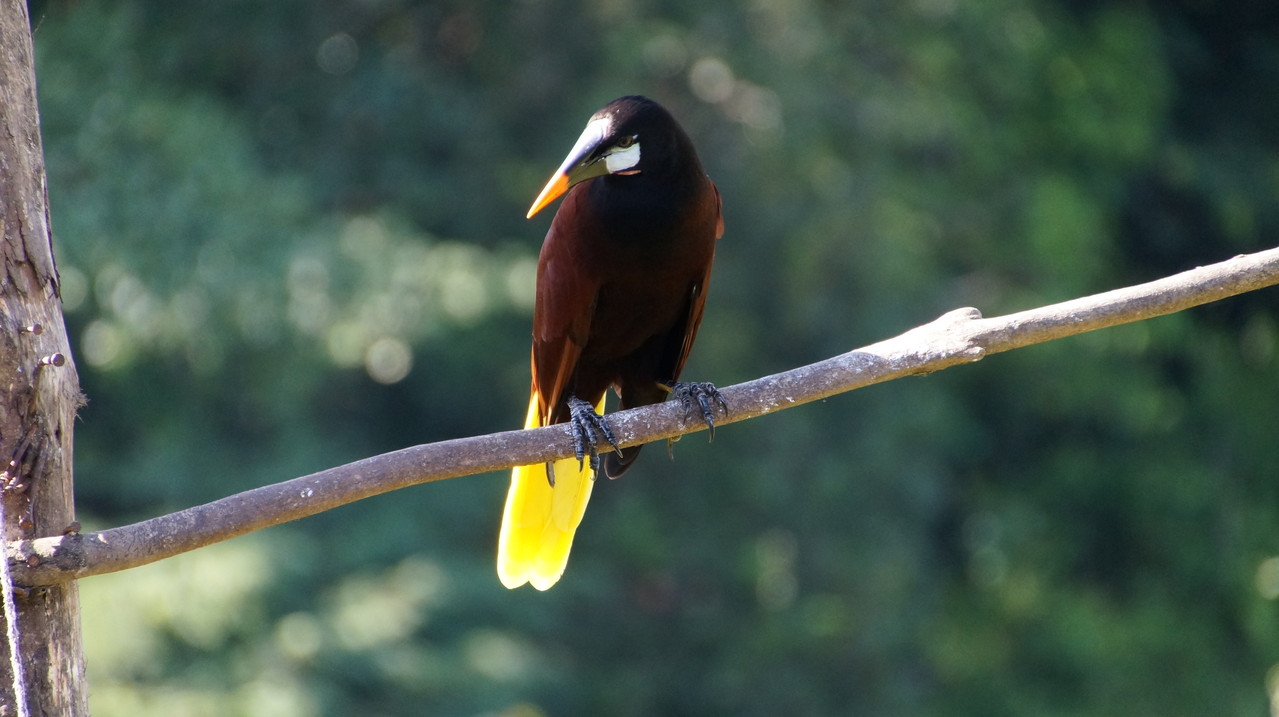 <B>Ein Riesen-Webervogel