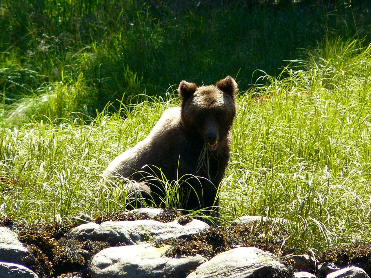 <B>... Grizzlies geben!