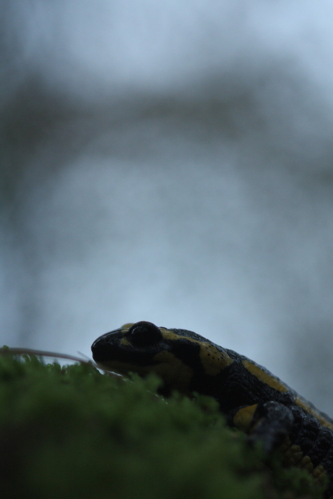 Salamandre tachetée du petit matin (Haute-savoie)