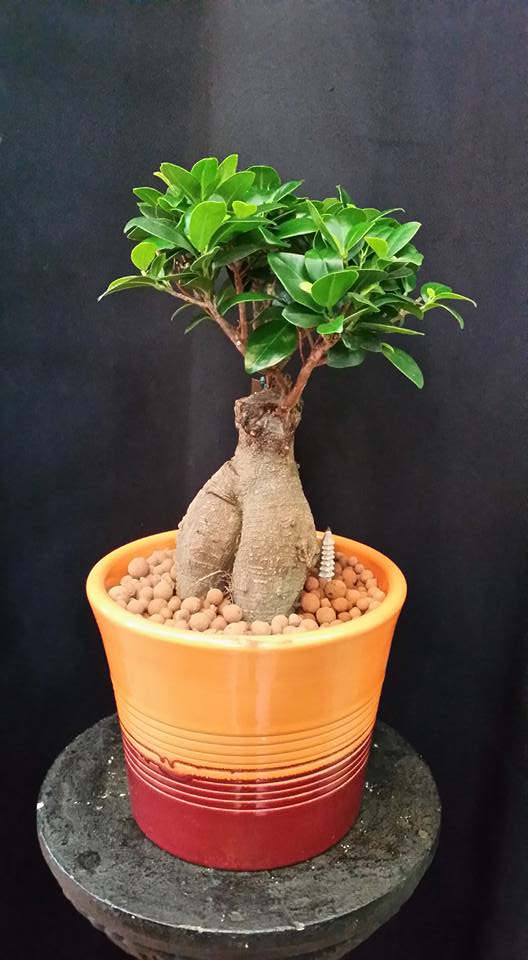 Regala un bonsai aprovecha nuestro servicio de entrega a domicilio.