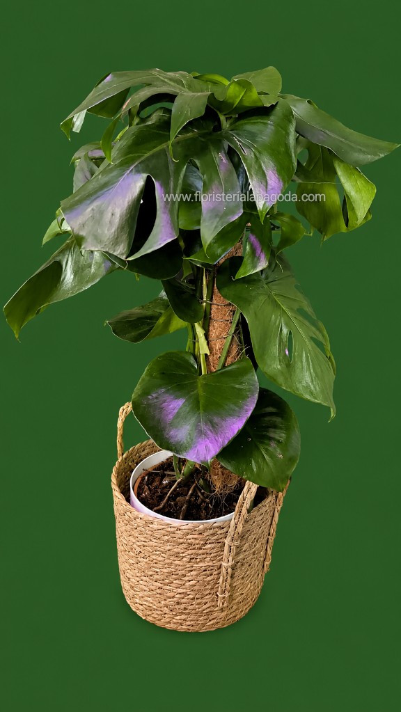 Mostera deliciosa.