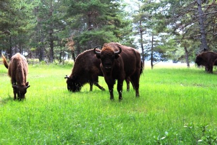 Bisonte europeo y ecosistemas - Bisonte Europeo en España ...