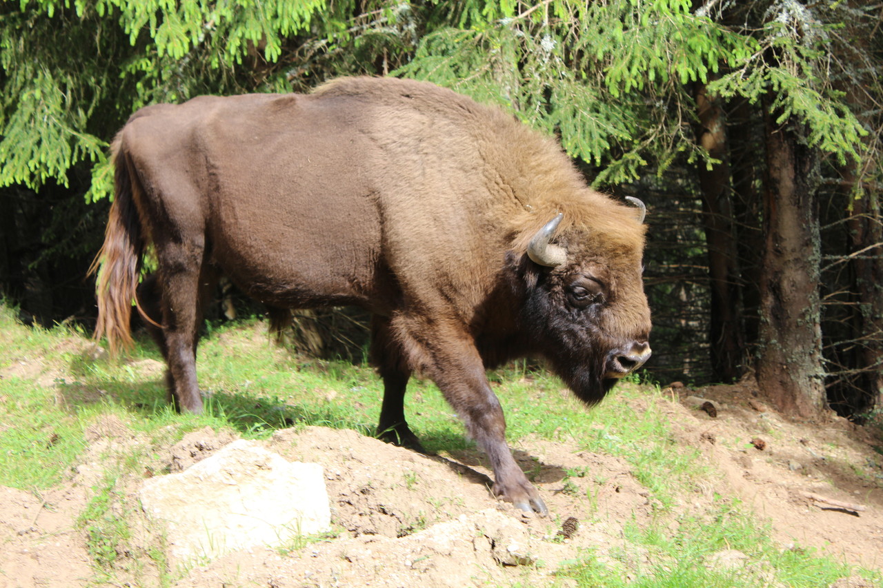 Bisonte europeo y ecosistemas - Bisonte Europeo en España ...