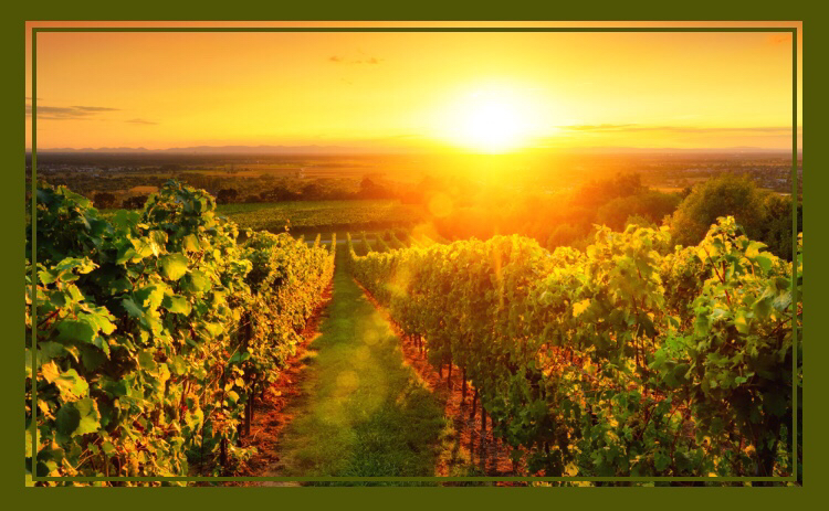 Beste Weinbaugebiete für Rot- & Weißweine