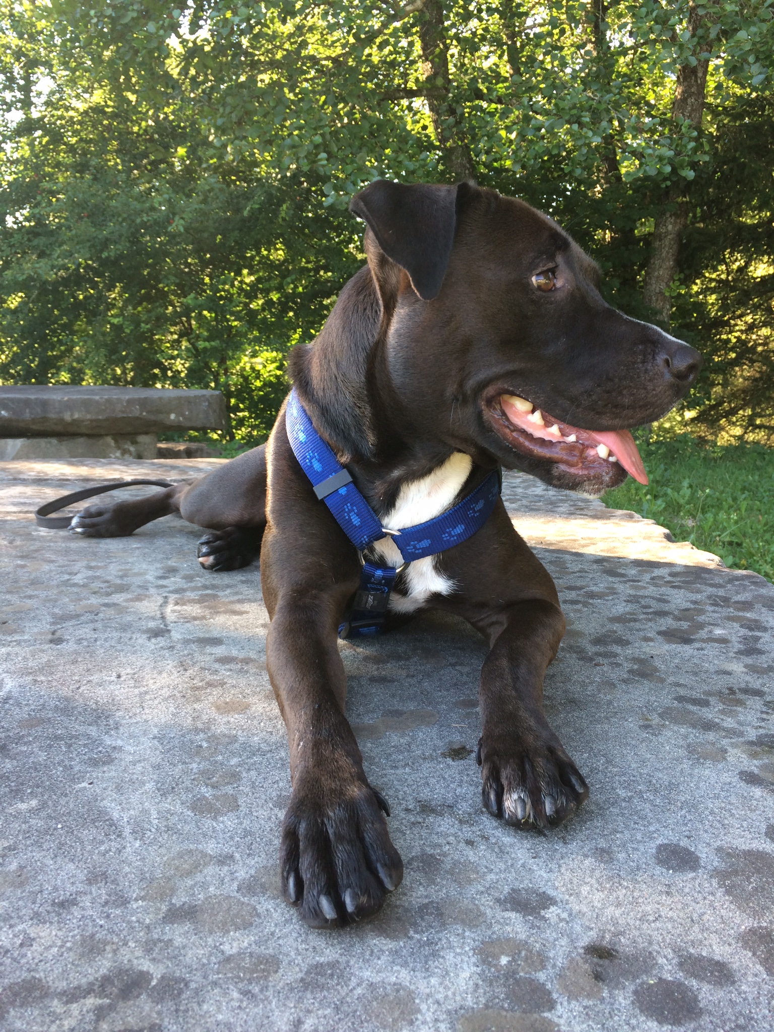 Meine Tiere Hundeschule, Hundetrainer, Welpen, Welpenschule