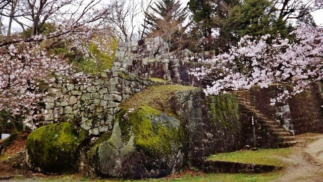 圧巻お花見名所絶景スポット苗木城跡桜開花2019H31の見ごろは３/下旬４/上旬頃ぎふ歴史街道岐阜中津川田瀬福岡木曽路中山道いにしえ街道飛騨街道妻籠馬籠日本料理和食会席食事処和食処恵那下呂付知ランチ絶品山菜料理美菜ガルテンふるかわ