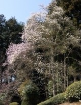 準絶滅危惧種絶滅危惧Ⅱ種東海丘陵要素植物食事日本固有種しでこぶしシデコブシ