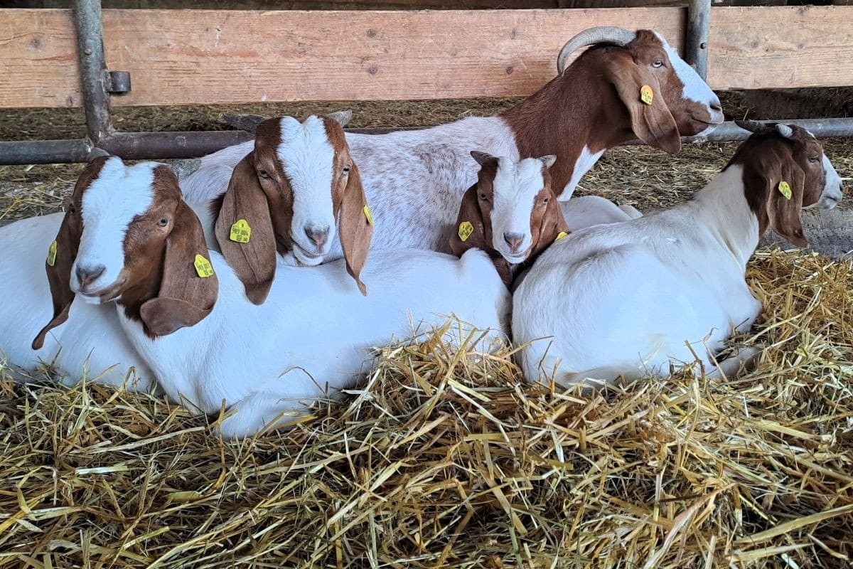 Mecker Mecker - das Wunder im Stall