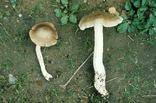 クサウラベニタケ Rhodophyllus rhodopolius （左） 右はウラベニホテイシメジ（食用） 