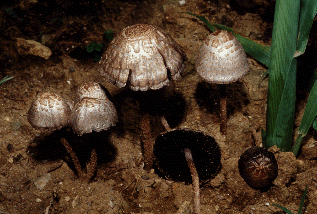 ワライタケ Panaeolus papilionaceus 