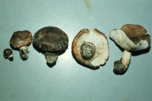 カキシメジ Tricholoma ustale