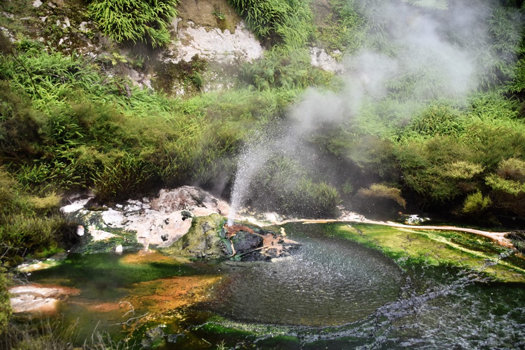 Geysir im Whaimangu Valley
