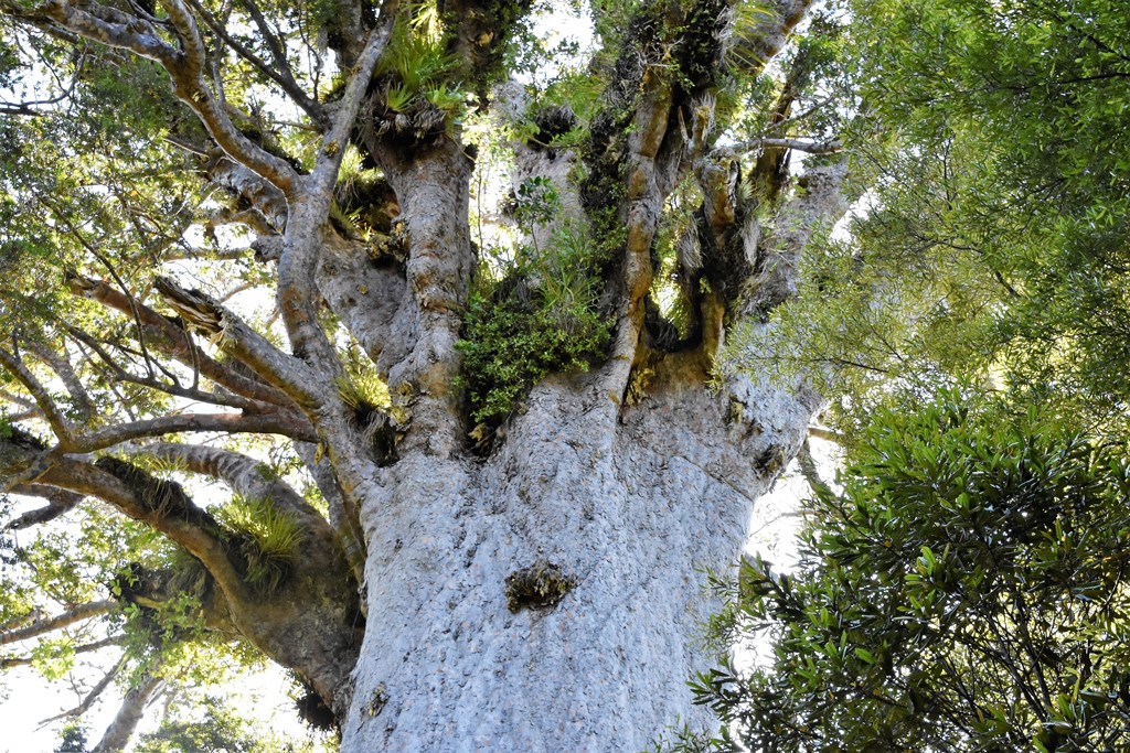 Tane Mahuta - Der Herr des Waldes