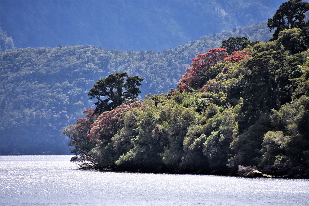 Bergregenwald am Doubtful Sound