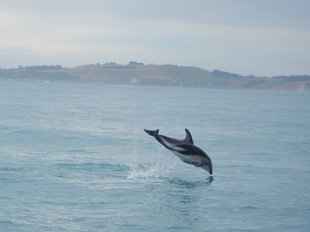 belive you can fly... common dolphin near the harbour of Kaikoura