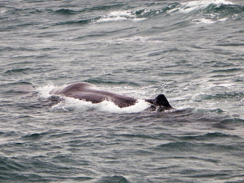 Pottwal "Aoraki" vor der Küste von Kaikoura